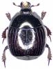 Margarinotus ventralis
